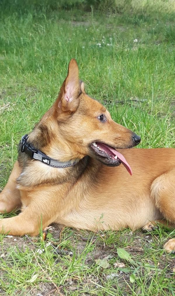 Active Grey TrueLove Hundhalsband Välj storlek: S