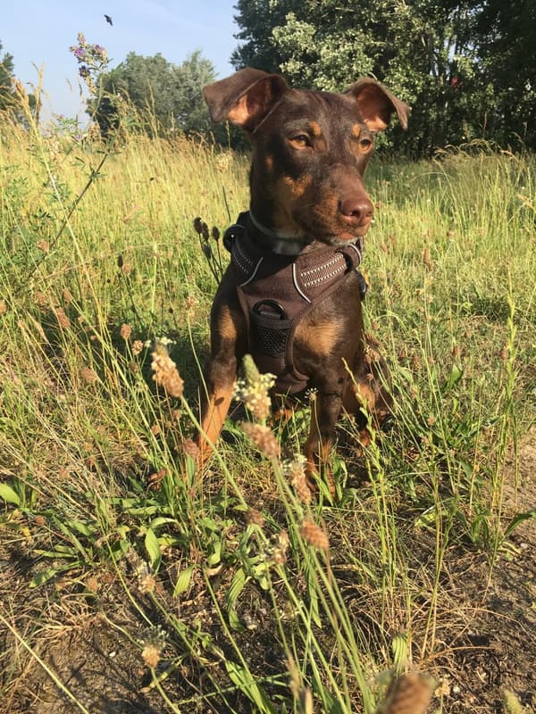 TrueLove Front Line Hundesele Brun Vælg størrelse: XL