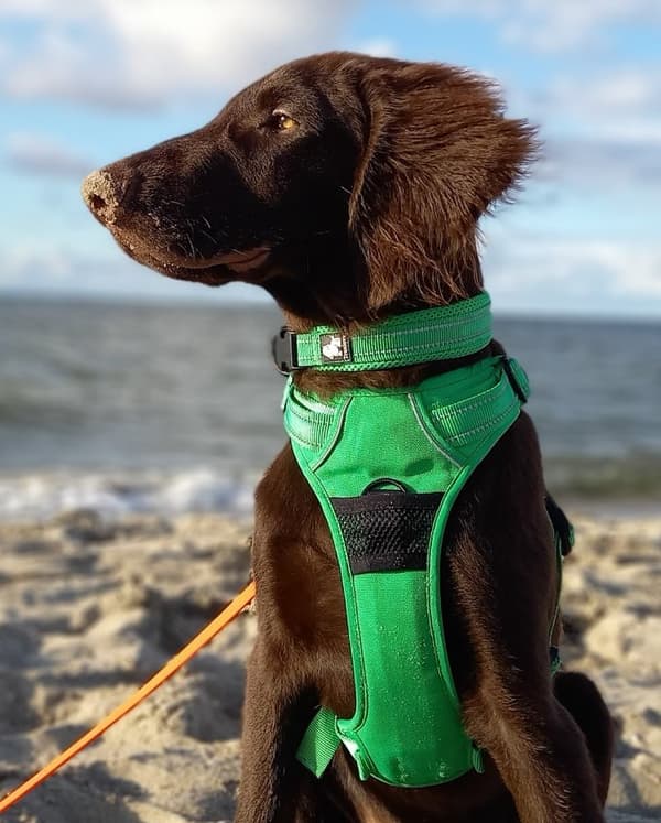 TrueLove Front Line Hundesele Grøn Vælg størrelse: L