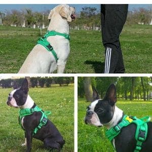 TrueLove Front Line Hundesele Grøn Vælg størrelse: L