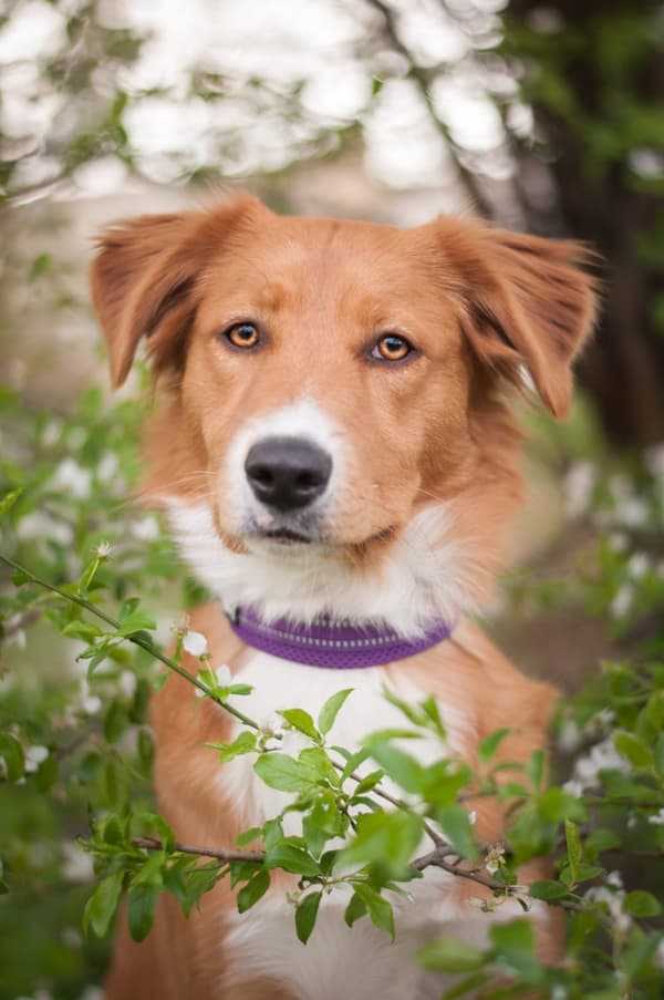 Hundhalsband Active Lila TrueLove Välj storlek: S