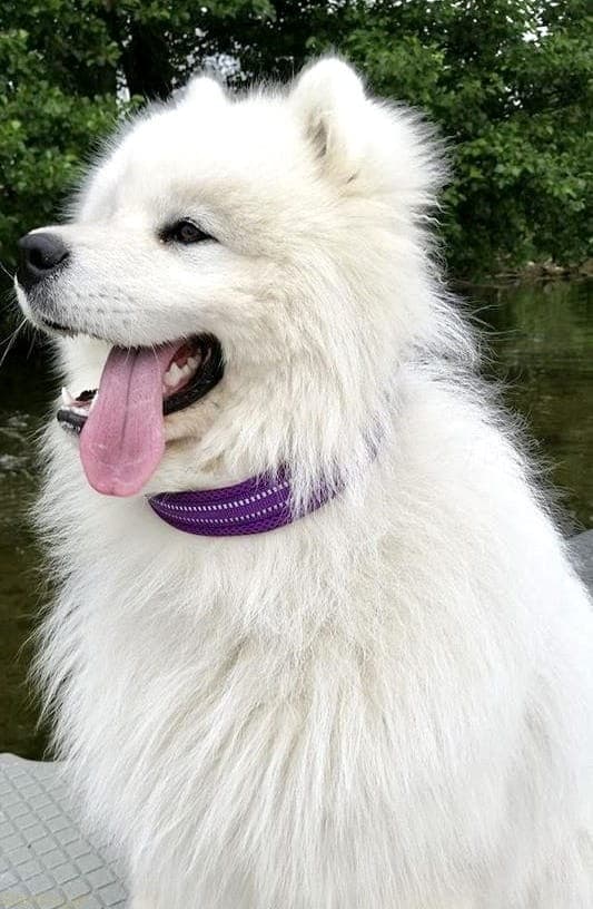 Hundhalsband Active Lila TrueLove Välj storlek: XXL