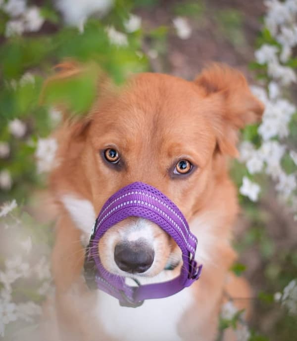 Hundhalsband Active Lila TrueLove Välj storlek: XXL