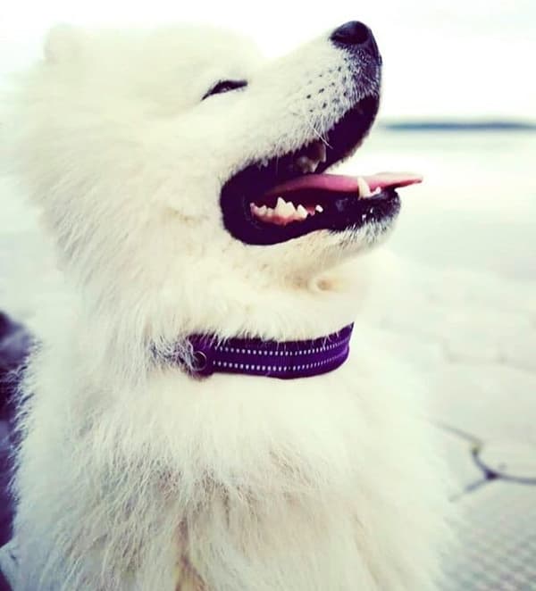 Hundhalsband Active Lila TrueLove Välj storlek: XXL