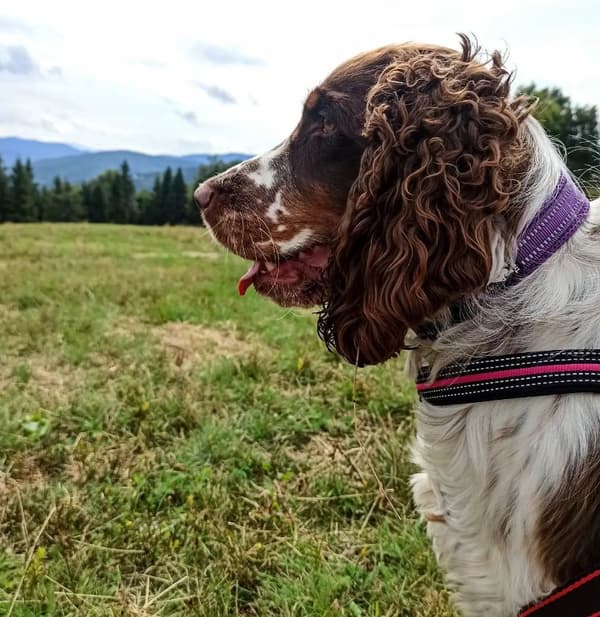 Hundhalsband Active Lila TrueLove Välj storlek: XXL