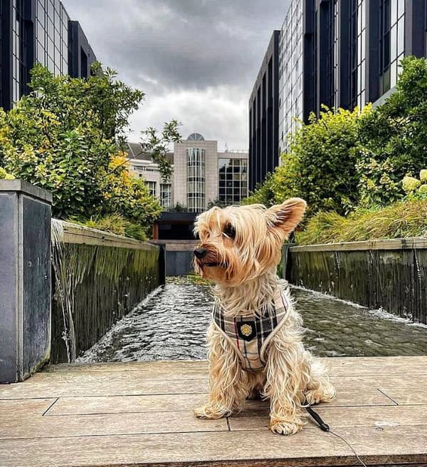 PUPPIA Junior hundesele beige Vælg størrelse: L