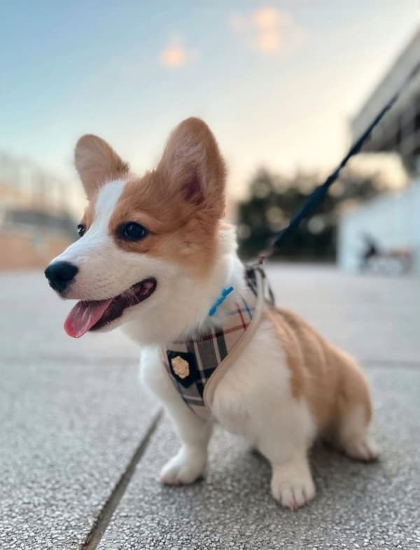 PUPPIA Junior hundesele beige Vælg størrelse: L
