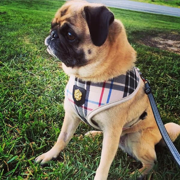 PUPPIA Junior koiranvaljas beige Valitse koko: M