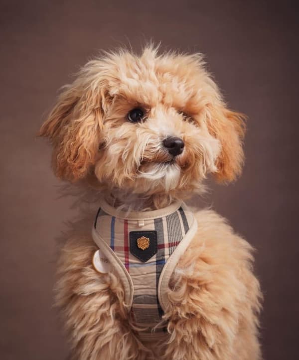 PUPPIA Junior koiranvaljas beige Valitse koko: M
