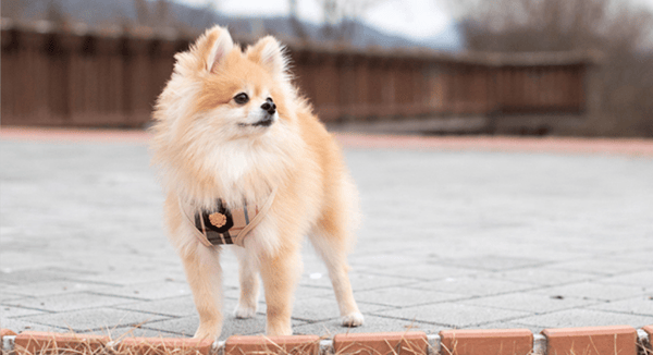 PUPPIA Junior koiranvaljas beige Valitse koko: M