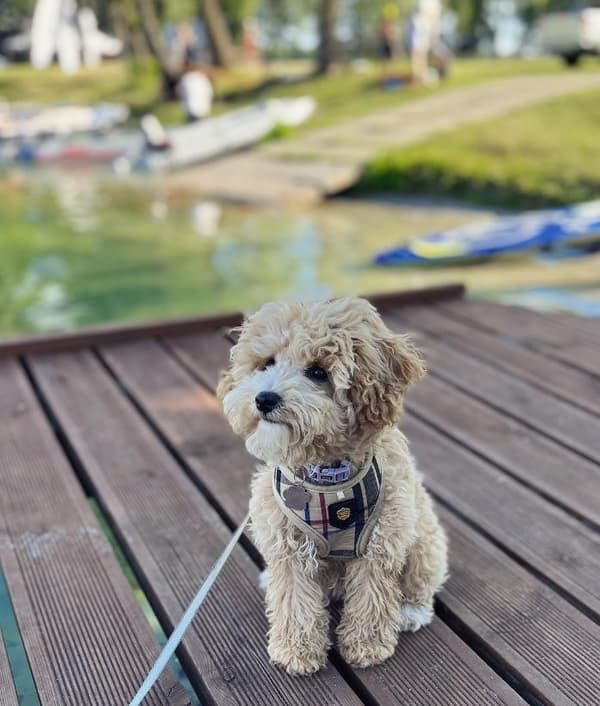 PUPPIA Junior koiranvaljas beige Valitse koko: M