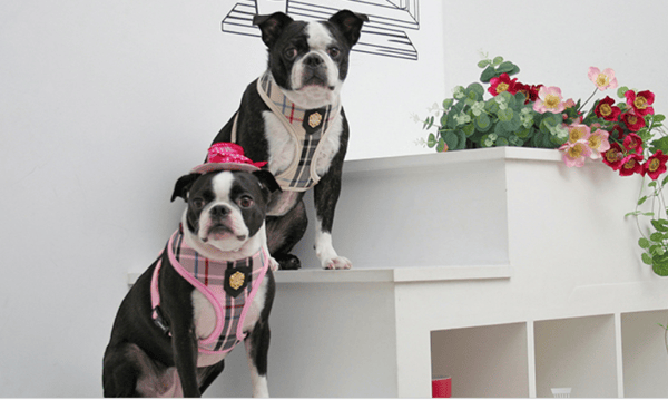 PUPPIA Junior koiranvaljas beige Valitse koko: M