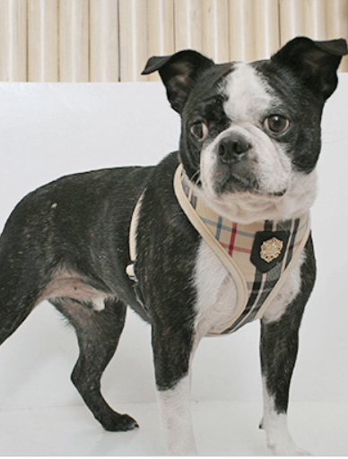 PUPPIA Junior koiranvaljas beige Valitse koko: M