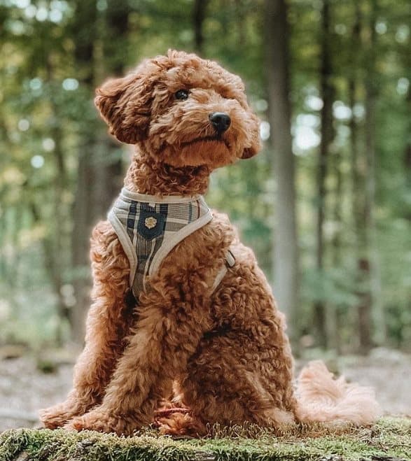 PUPPIA Junior koiranvaljas beige Valitse koko: M