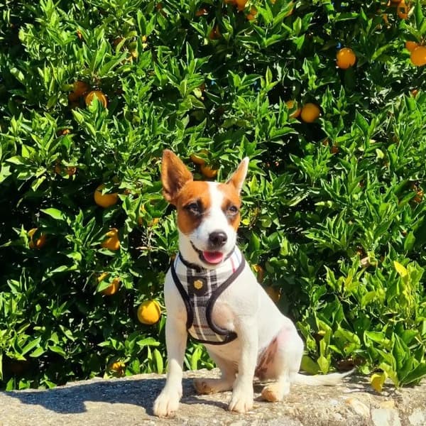 PUPPIA Junior hundesele sort Vælg størrelse: XS