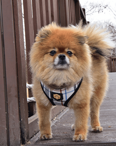 PUPPIA Junior hundesele sort Vælg størrelse: XS