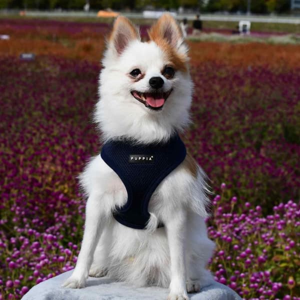 PUPPIA mjuk marinblå hund- eller kattsele Välj storlek: L