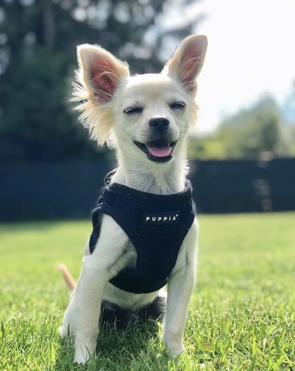PUPPIA Soft Navy seler/vest Vælg størrelse: XL