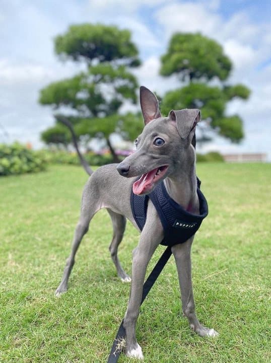 PUPPIA Soft Navy seler/vest Vælg størrelse: XL