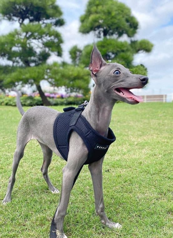 PUPPIA Soft Navy seler/vest Vælg størrelse: XL