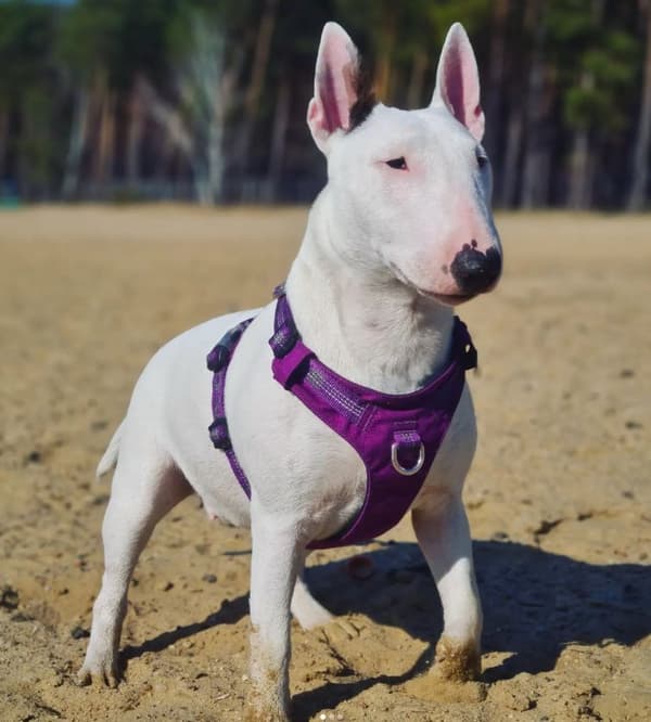 TrueLove Adventure Hundsele Lila Välj storlek: S