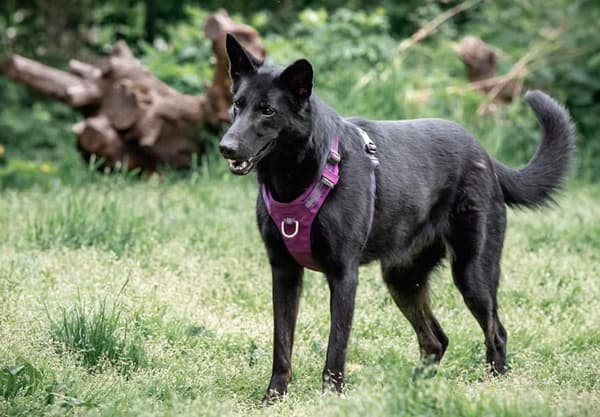 TrueLove Adventure Hundsele Lila Välj storlek: S