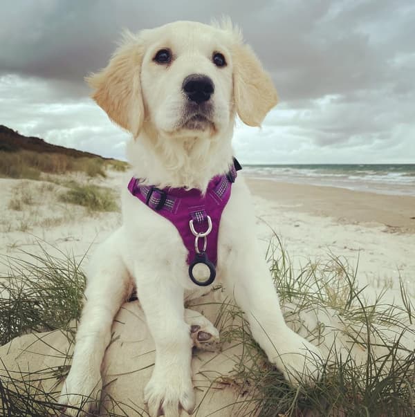 TrueLove Adventure Hundsele Lila Välj storlek: S