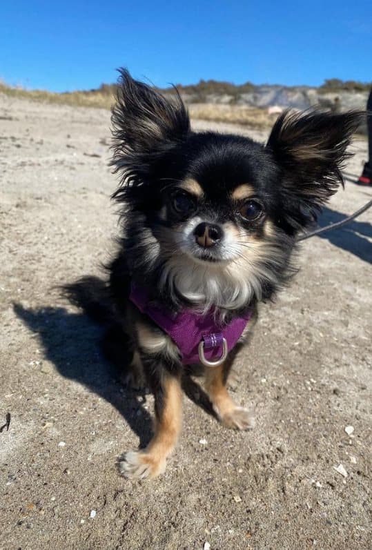 TrueLove Adventure Hundsele Lila Välj storlek: S