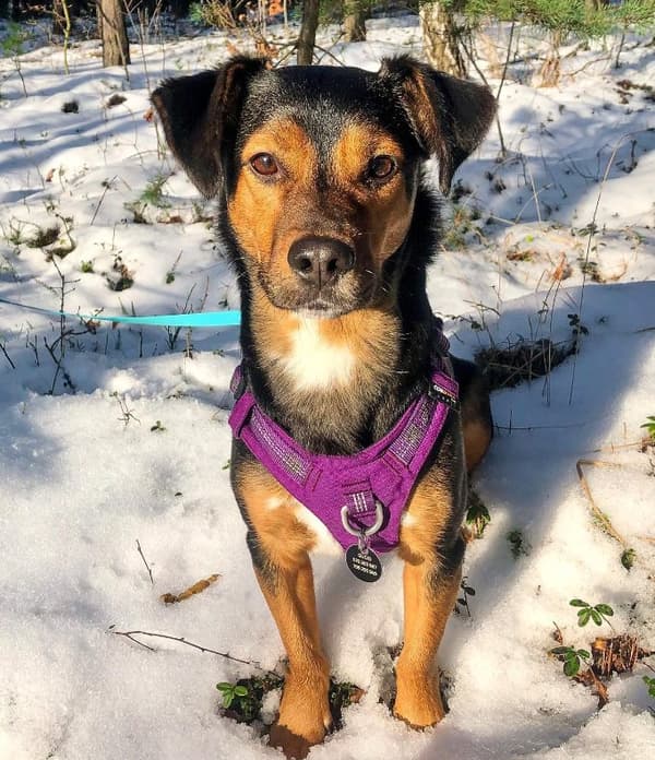 TrueLove Adventure Hundsele Lila Välj storlek: S
