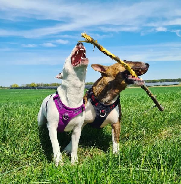 TrueLove Adventure Hundsele Lila Välj storlek: S