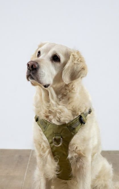 TrueLove Adventure Hundsele Khaki Välj storlek: XXS
