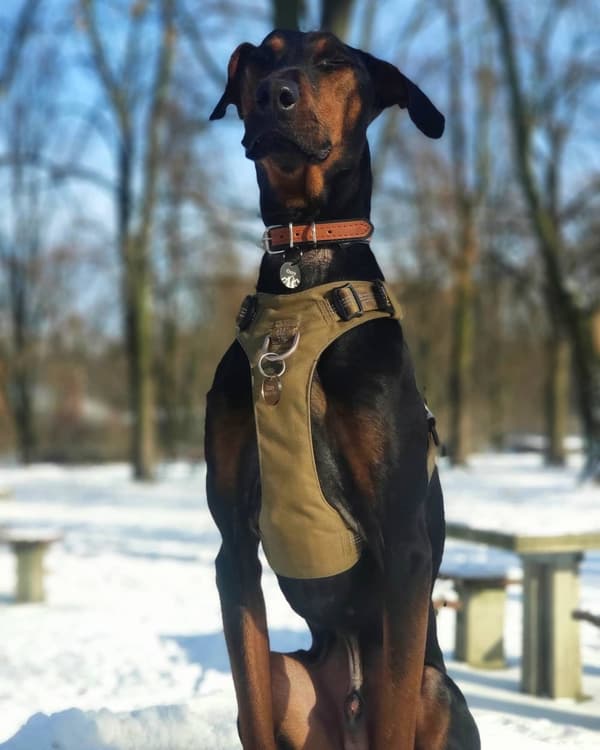 TrueLove Adventure Hundsele Khaki Välj storlek: XXS