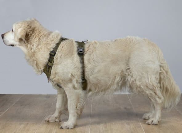 TrueLove Adventure Hundsele Khaki Välj storlek: XXS