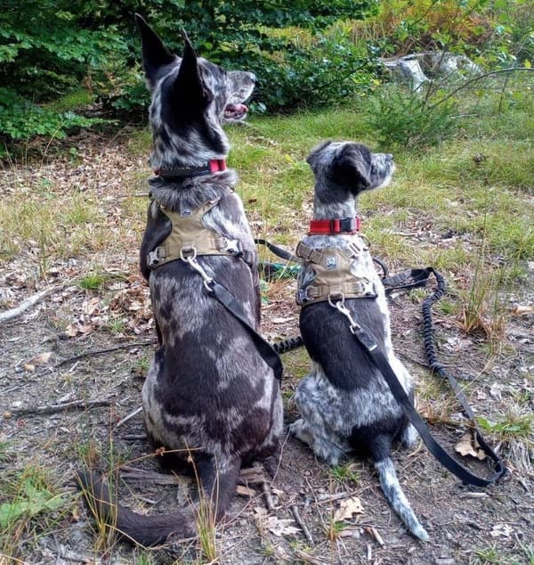 TrueLove Adventure Hundsele Khaki Välj storlek: XXS