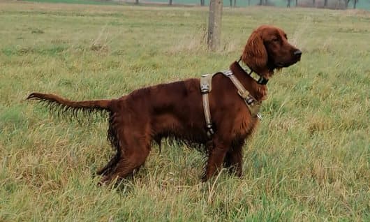 TrueLove Adventure Hundsele Khaki Välj storlek: XXS