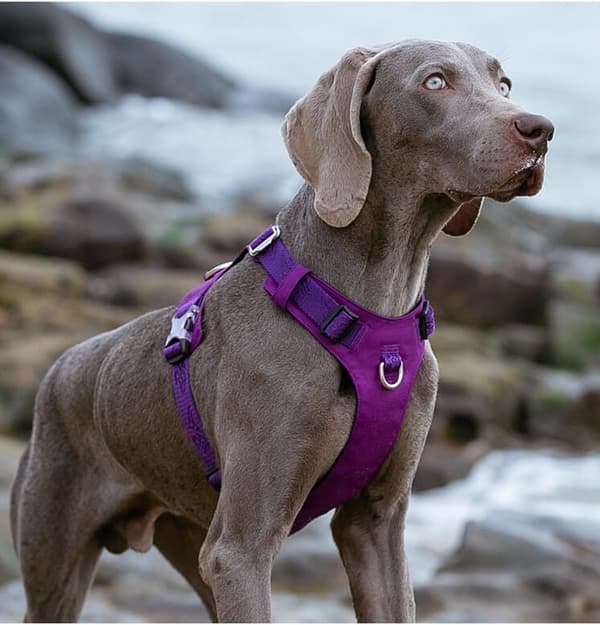 TrueLove Adventure Soft Hundsele Lila Välj storlek: S