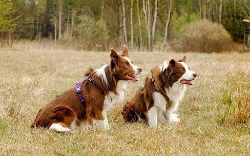 TrueLove Adventure Soft Hundsele Lila Välj storlek: S