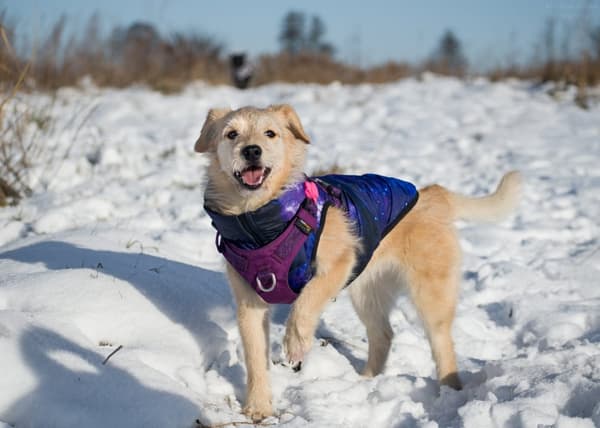 TrueLove Adventure Soft Hundsele Lila Välj storlek: S