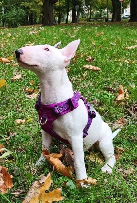 TrueLove Adventure Soft Hundsele Lila Välj storlek: S
