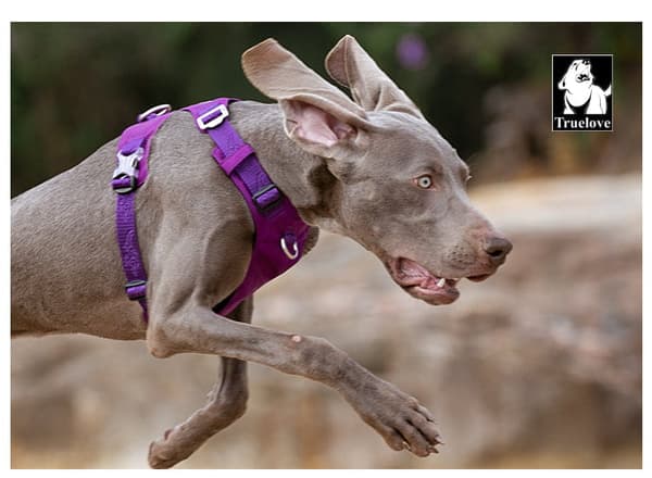 TrueLove Adventure Soft Hundsele Lila Välj storlek: S