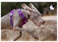 Miniatyrbild 8 av 11: TrueLove Adventure Soft Hundsele Lila Välj storlek: S