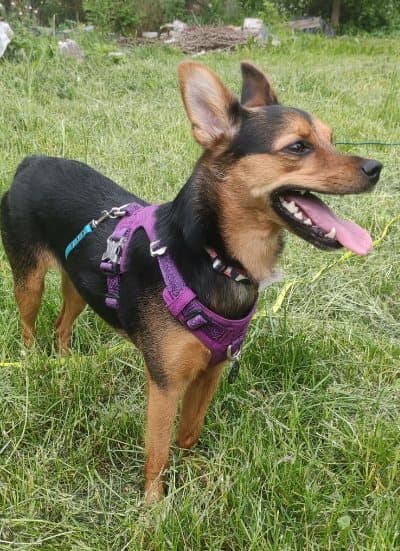 TrueLove Adventure Soft Hundsele Lila Välj storlek: S