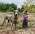 Miniatyrbild 10 av 11: TrueLove Adventure Soft Hundsele Lila Välj storlek: S