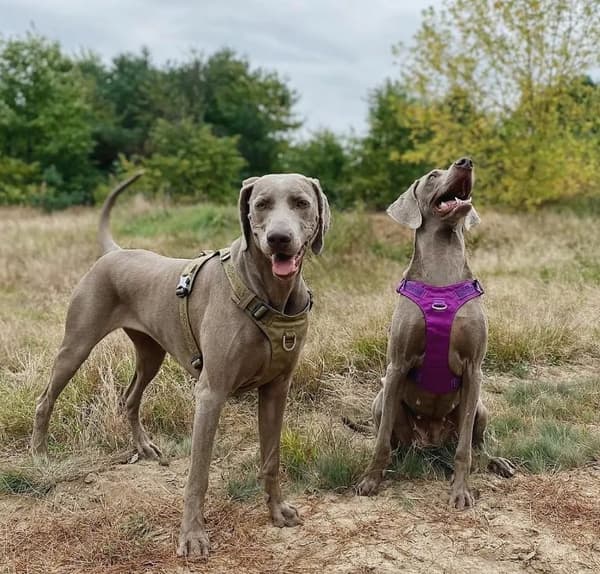 TrueLove Adventure Soft Hundsele Lila Välj storlek: S