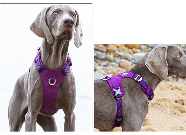 TrueLove Adventure Soft Hundsele Lila Välj storlek: S