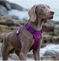 Miniatyrbillede 4 af 11: TrueLove Adventure blød hundesele lilla Vælg størrelse: XL