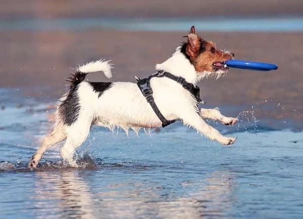 TrueLove Adventure Soft Hundsele Svart Välj storlek: XS