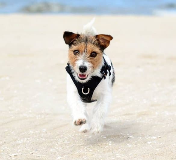 TrueLove Adventure Soft Hundsele Svart Välj storlek: XS