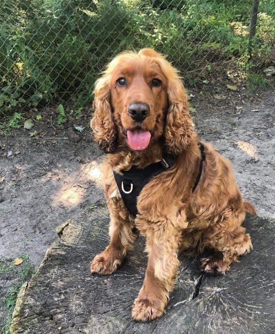 TrueLove Adventure Soft Hundsele Svart Välj storlek: XS