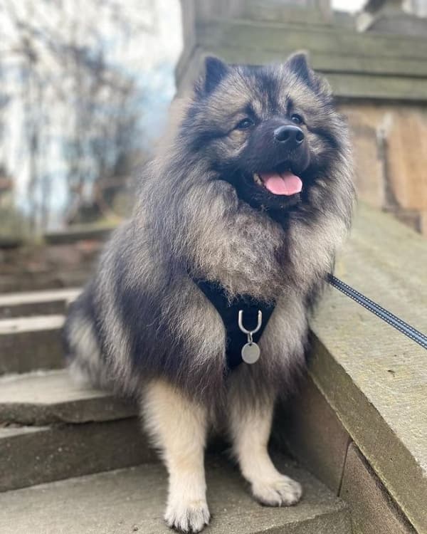 TrueLove Adventure Soft Hundsele Svart Välj storlek: XS